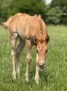 Pouliche pp quarter horse palomino