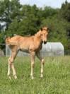 Pouliche pp quarter horse palomino