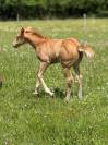 Pouliche pp quarter horse palomino