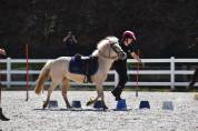 Merrie Welsh Pony (Section B) Te koop 2015 Palomino