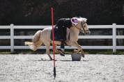 Merrie Welsh Pony (Section B) Te koop 2015 Palomino