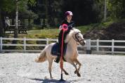 Merrie Welsh Pony (Section B) Te koop 2015 Palomino