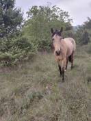 Jument Isabelle de 4 ans