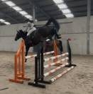 Top jument pour s&rsquo;&eacute;clater au concours!