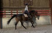 Top jument pour s&rsquo;&eacute;clater au concours!