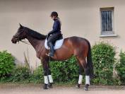 Jument de dressage 5 ans