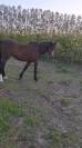 JUMENT TRES BEAU MODELE