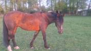 JUMENT TRES BEAU MODELE