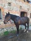 JUMENT TRES BEAU MODELE