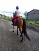 hongre