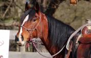 Jument Mustang am&eacute;ricaine 11 ans  