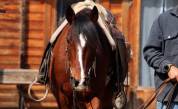 Jument Mustang am&eacute;ricaine 11 ans  