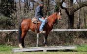 Jument Mustang am&eacute;ricaine 11 ans  