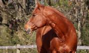 Jument QH 12 ans 
