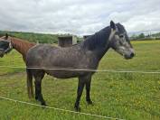 HONGRE  4 ANS  BARBE ARABE POUR ENDURANCE  6500 &euro;