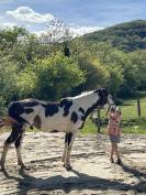 Paint horse PP ( Fran&ccedil;ais & Am&eacute;ricains) &agrave; vendre