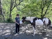 Paint horse PP ( Fran&ccedil;ais & Am&eacute;ricains) &agrave; vendre