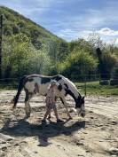 Paint horse PP ( Fran&ccedil;ais & Am&eacute;ricains) &agrave; vendre