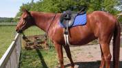Beau Cheval AES