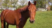 Beau Cheval AES