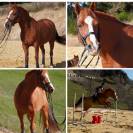 Magnifique poney 