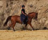 Magnifique poney 