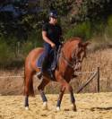 Magnifique poney 