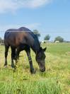 Frison &agrave; vendre 