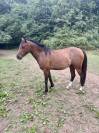 Ponette PFS 4 ans - Dircet &eacute;leveur