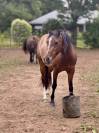 Ponette PFS 4 ans - Dircet &eacute;leveur