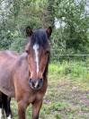 Ponette PFS 4 ans - Dircet &eacute;leveur
