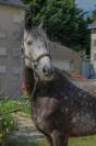 Connemara PP 9 ans