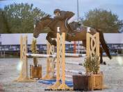 Jument SF 7 ans par KENO DU ROZEL