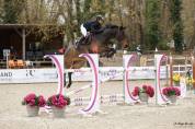 &Agrave; Vendre hongre KWPN 8 ans 