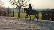 cheval de dressage 153cm au garot