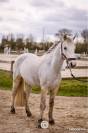 Caballo castrado Connemara En venta 2021 Tordo por Gershwin ar kamen