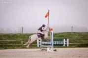 Caballo castrado Connemara En venta 2021 Tordo por Gershwin ar kamen