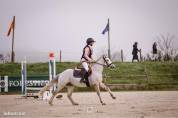 Caballo castrado Connemara En venta 2021 Tordo por Gershwin ar kamen