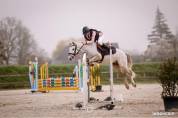 Caballo castrado Connemara En venta 2021 Tordo por Gershwin ar kamen