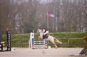 Caballo castrado Connemara En venta 2021 Tordo por Gershwin ar kamen
