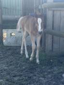 Foal pfs