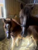 Foal pfs