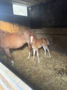 Foal pfs