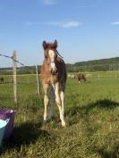 Foal pfs