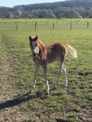 Foal pfs