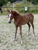 Foal pfs