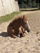 Foal pfs