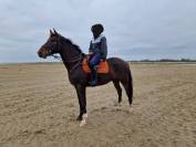 cheval selle fran&ccedil;ais 7 ans,  NERVOSO x MYLORD CARTHAGO