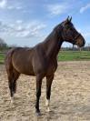 cheval selle fran&ccedil;ais 7 ans,  NERVOSO x MYLORD CARTHAGO