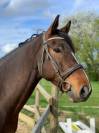 cheval selle fran&ccedil;ais 7 ans,  NERVOSO x MYLORD CARTHAGO